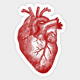 Anatomical Heart Sticker